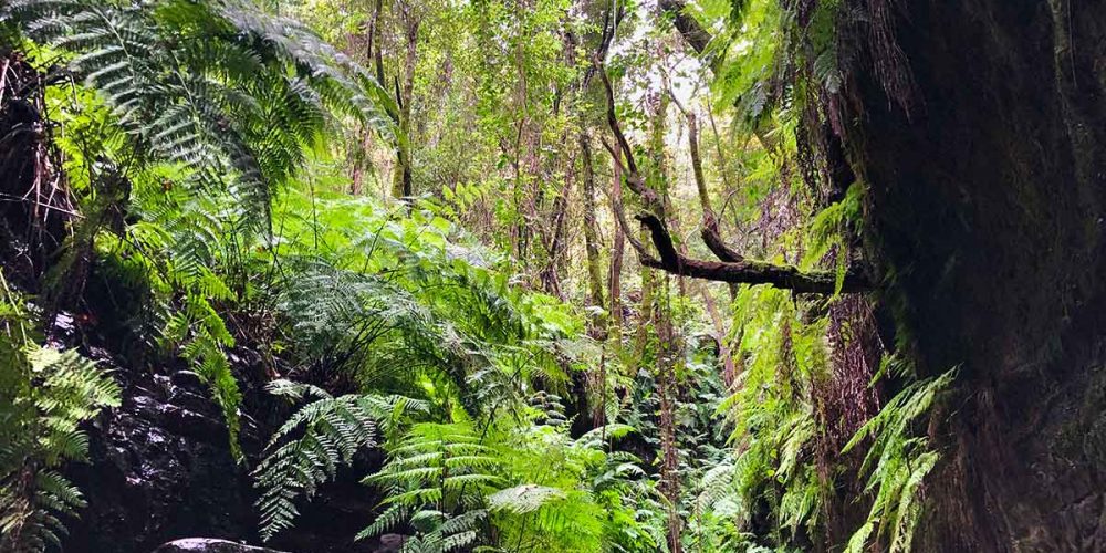 Los Tilos bosque de laurisilva en La Palma