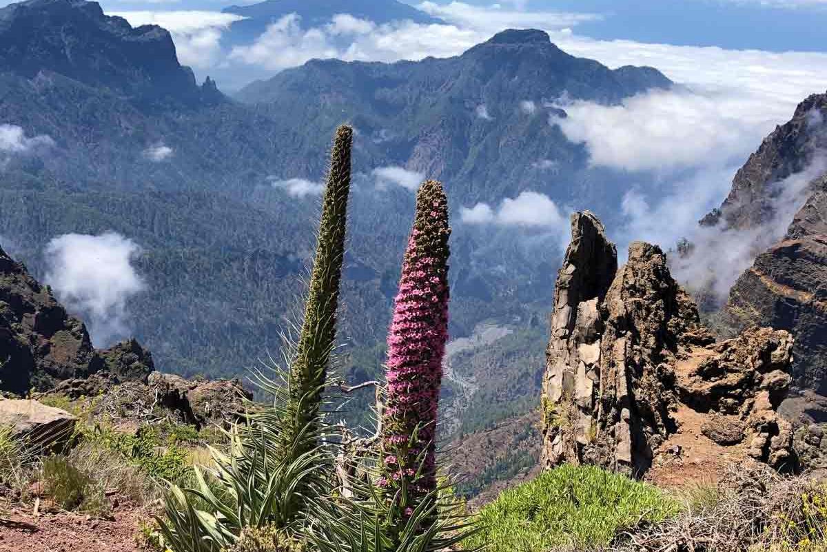Isla Bonita : Tajinastes en el Roque de Los Muchachos de La Palma
