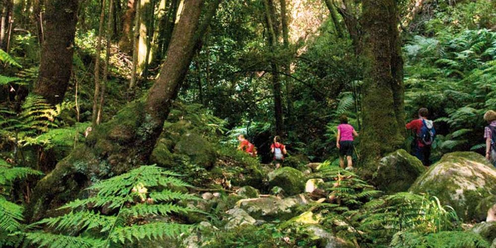 Bosque prehistorico en el Cubo de La Galga La Palma