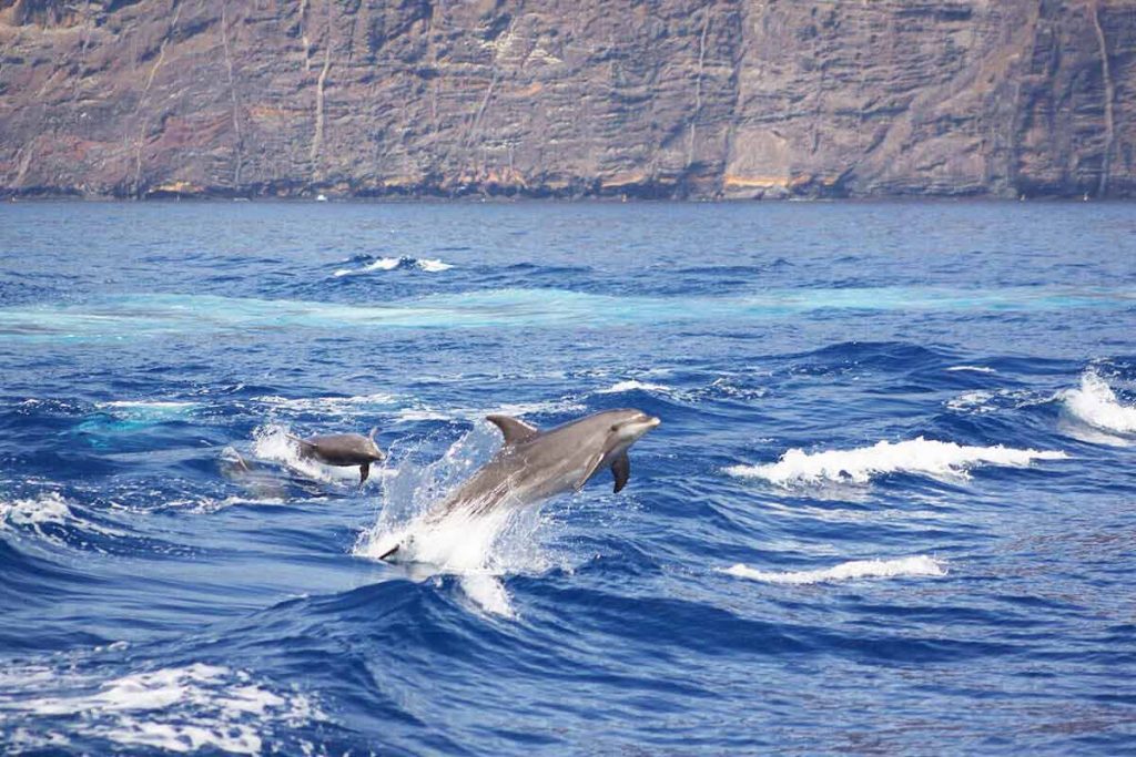 avistamiento de delfines en los gigantes de tenerife