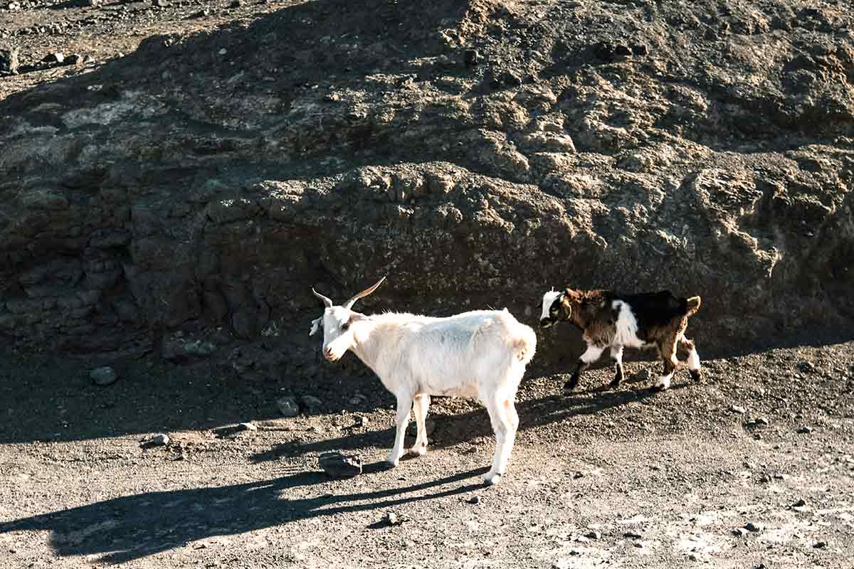 Fuerteventura - Queso de Cabras