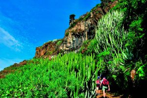 La Palma trails through the GR130 path to El Tablado