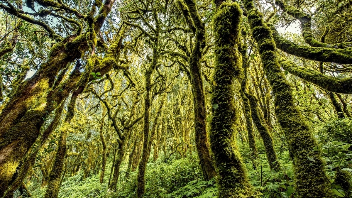 Parque Nacional de Garajonay con bosques de laurisilva en La Gomera por el