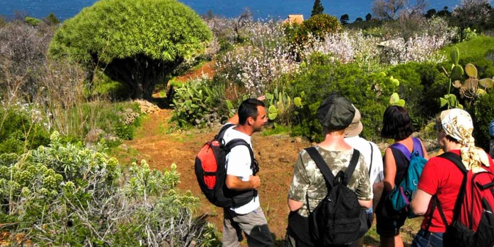 Rutas de senderismo en La Palma por los dragos de Las Tricias