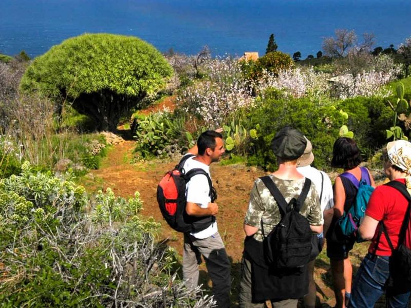 Rutas de senderismo en La Palma por los dragos de Las Tricias