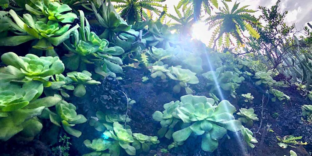 Gänsedistel und Sukkulenten auf La Palma
