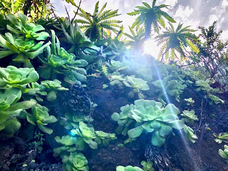 Bejeques plantas autoctonas de La Palma