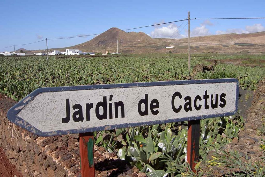 Lanzarote jardin de cactus cesar manrique