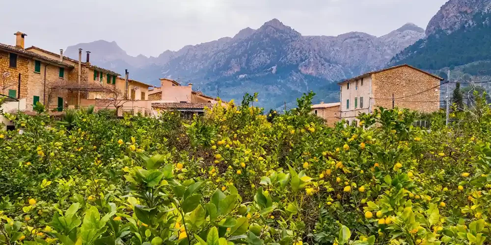 Senderismo en Mallorca - Soller con naranjos