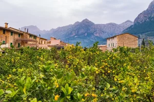 Wandern auf Mallorca - Soller mit Orangenbäumen