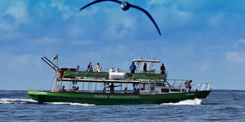 Excursión en barco con el Flipper desde Tazacorte