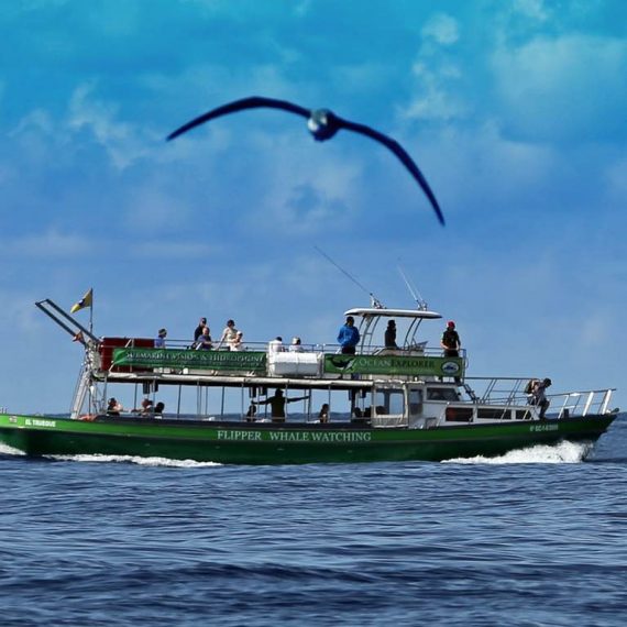 Excursión en barco con el Flipper desde Tazacorte