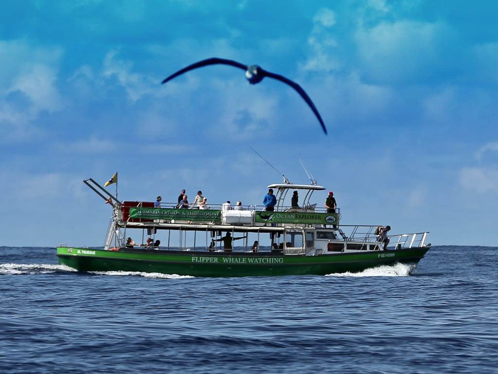 Excursión en barco con el Flipper desde Tazacorte