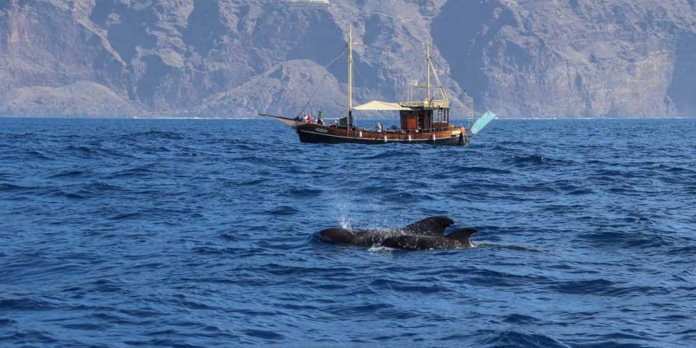 Ocean explorer - Bussard - La Palma - whale watching
