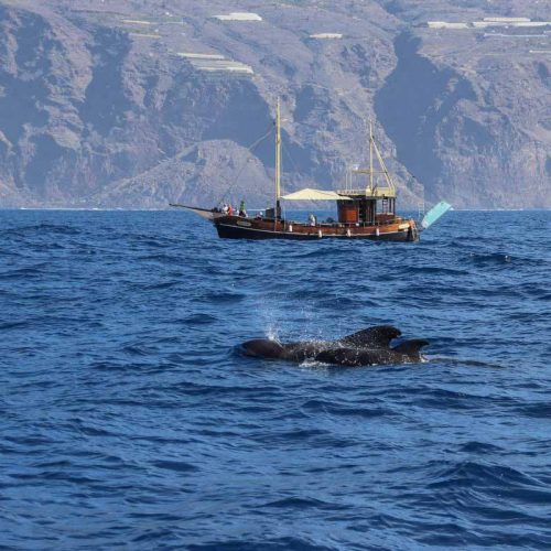 Ocean explorer - Bussard - La Palma - whale watching