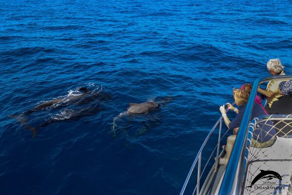 observación de delfines y ballenas desde el flipper