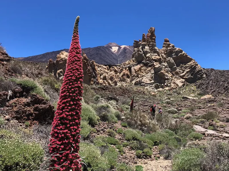 Tenerife Tajinaste Cañadas del Teide con el Pico del Teide