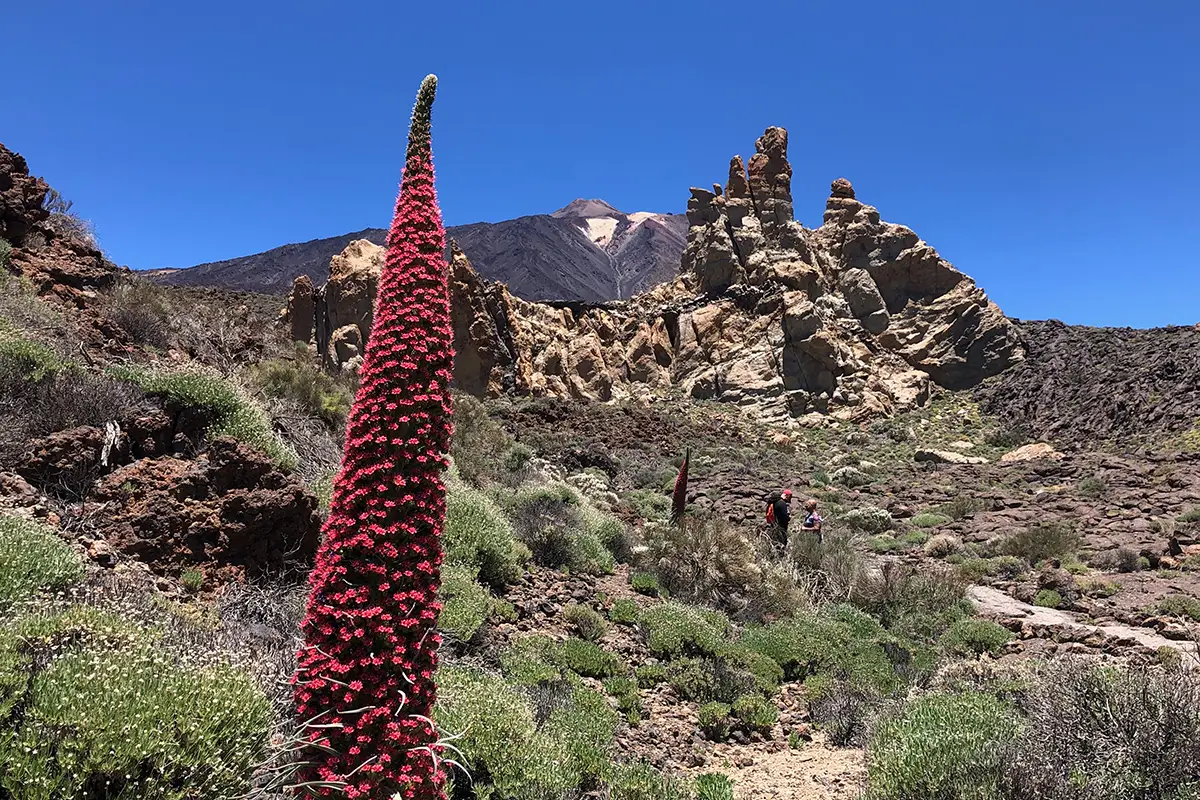 Tenerife Tajinaste Cañadas del Teide con el Pico del Teide