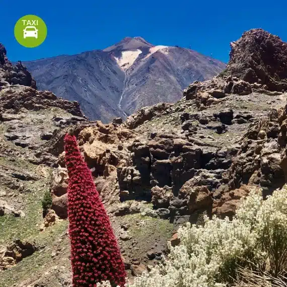 Tenerife Highlights con NATOUR - con 6 rutas de senderismo